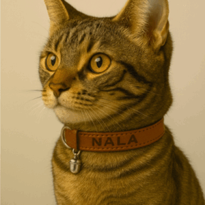 kattenhalsbandje met naam